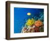 Colourful Crinoids and Solt Corals at Hanging Gardens, Sipadan Island, Sabah, Malaysia-Louise Murray-Framed Premium Photographic Print