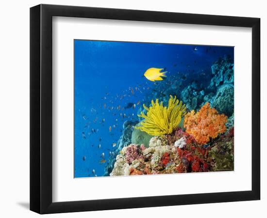 Colourful Crinoids and Solt Corals at Hanging Gardens, Sipadan Island, Sabah, Malaysia-Louise Murray-Framed Premium Photographic Print