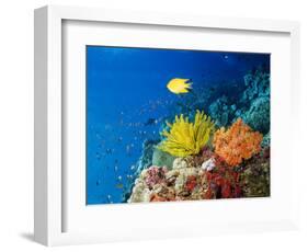 Colourful Crinoids and Solt Corals at Hanging Gardens, Sipadan Island, Sabah, Malaysia-Louise Murray-Framed Premium Photographic Print