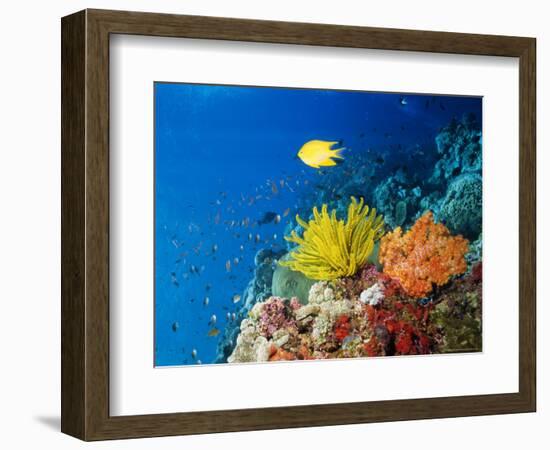 Colourful Crinoids and Solt Corals at Hanging Gardens, Sipadan Island, Sabah, Malaysia-Louise Murray-Framed Photographic Print