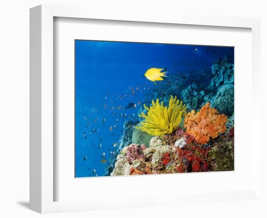 Colourful Crinoids and Solt Corals at Hanging Gardens, Sipadan Island, Sabah, Malaysia-Louise Murray-Framed Photographic Print