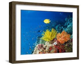 Colourful Crinoids and Solt Corals at Hanging Gardens, Sipadan Island, Sabah, Malaysia-Louise Murray-Framed Photographic Print