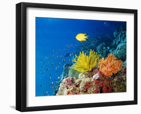 Colourful Crinoids and Solt Corals at Hanging Gardens, Sipadan Island, Sabah, Malaysia-Louise Murray-Framed Photographic Print