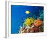 Colourful Crinoids and Solt Corals at Hanging Gardens, Sipadan Island, Sabah, Malaysia-Louise Murray-Framed Photographic Print