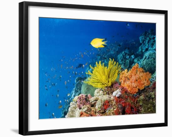 Colourful Crinoids and Solt Corals at Hanging Gardens, Sipadan Island, Sabah, Malaysia-Louise Murray-Framed Photographic Print