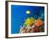 Colourful Crinoids and Solt Corals at Hanging Gardens, Sipadan Island, Sabah, Malaysia-Louise Murray-Framed Photographic Print