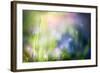 Colourful Dew-Ursula Abresch-Framed Photographic Print