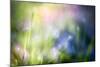 Colourful Dew-Ursula Abresch-Mounted Photographic Print