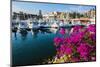 Colourful Flowers in the Harbour of Los Cabos, Baja California, Mexico, North America-Michael Runkel-Mounted Photographic Print