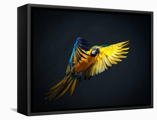 Colourful Flying Ara On A Dark Background-NejroN Photo-Framed Stretched Canvas