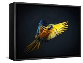 Colourful Flying Ara On A Dark Background-NejroN Photo-Framed Stretched Canvas