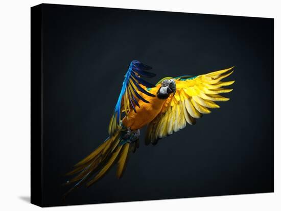 Colourful Flying Ara On A Dark Background-NejroN Photo-Stretched Canvas