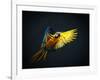 Colourful Flying Ara On A Dark Background-NejroN Photo-Framed Photographic Print