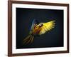 Colourful Flying Ara On A Dark Background-NejroN Photo-Framed Photographic Print