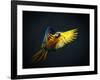 Colourful Flying Ara On A Dark Background-NejroN Photo-Framed Photographic Print