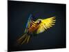 Colourful Flying Ara On A Dark Background-NejroN Photo-Mounted Photographic Print