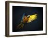 Colourful Flying Ara On A Dark Background-NejroN Photo-Framed Photographic Print