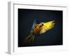 Colourful Flying Ara On A Dark Background-NejroN Photo-Framed Photographic Print