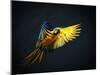 Colourful Flying Ara On A Dark Background-NejroN Photo-Mounted Photographic Print