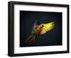 Colourful Flying Ara On A Dark Background-NejroN Photo-Framed Photographic Print