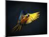 Colourful Flying Ara On A Dark Background-NejroN Photo-Mounted Photographic Print