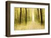 Colourful Foliage on a Footpath Through Deciduous Forest in Autumn, Abstract Study [M-Andreas Vitting-Framed Photographic Print