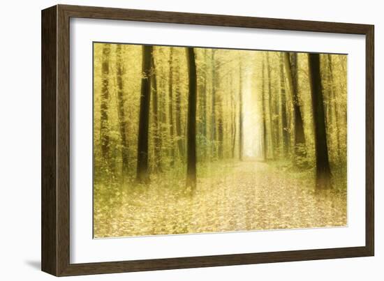 Colourful Foliage on a Footpath Through Deciduous Forest in Autumn, Abstract Study [M-Andreas Vitting-Framed Photographic Print