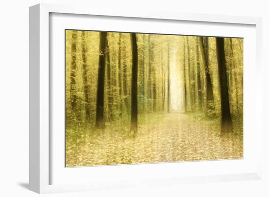 Colourful Foliage on a Footpath Through Deciduous Forest in Autumn, Abstract Study [M-Andreas Vitting-Framed Photographic Print