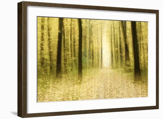 Colourful Foliage on a Footpath Through Deciduous Forest in Autumn, Abstract Study [M-Andreas Vitting-Framed Photographic Print