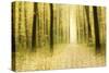 Colourful Foliage on a Footpath Through Deciduous Forest in Autumn, Abstract Study [M-Andreas Vitting-Stretched Canvas