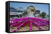 Colourful Lanterns around the King Seong Statue, Buyeo, South Korea, Asia-Michael-Framed Stretched Canvas