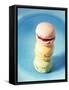 Colourful Macarons (Small French Cakes)-Isabelle Rozenbaum-Framed Stretched Canvas