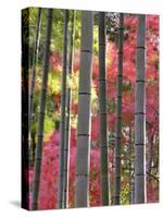 Colourful Maples in Autumn Colours, Arashiyama, Kyoto, Kansai Region, Honshu, Japan-Gavin Hellier-Stretched Canvas