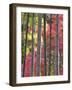 Colourful Maples in Autumn Colours, Arashiyama, Kyoto, Kansai Region, Honshu, Japan-Gavin Hellier-Framed Photographic Print