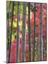 Colourful Maples in Autumn Colours, Arashiyama, Kyoto, Kansai Region, Honshu, Japan-Gavin Hellier-Mounted Photographic Print
