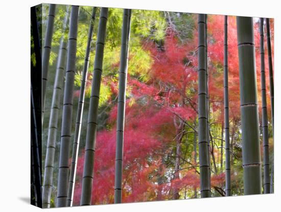 Colourful Maples in Autumn Colours, Arashiyama, Kyoto, Kansai Region, Honshu, Japan-Gavin Hellier-Stretched Canvas