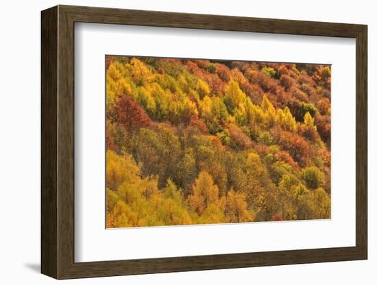 Colourful Mixed Woodland in Autumn, Kinnoull Hill Woodland Park, Perthshire, Scotland, November-Fergus Gill-Framed Photographic Print