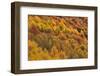 Colourful Mixed Woodland in Autumn, Kinnoull Hill Woodland Park, Perthshire, Scotland, November-Fergus Gill-Framed Photographic Print