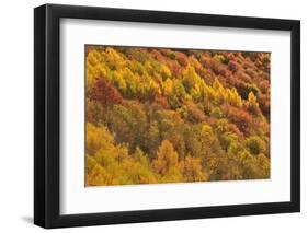 Colourful Mixed Woodland in Autumn, Kinnoull Hill Woodland Park, Perthshire, Scotland, November-Fergus Gill-Framed Photographic Print