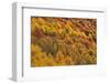 Colourful Mixed Woodland in Autumn, Kinnoull Hill Woodland Park, Perthshire, Scotland, November-Fergus Gill-Framed Photographic Print