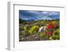 Colourful Moss on an Island in the Beagle Channel-Michael Runkel-Framed Photographic Print