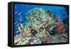 Colourful Reef Fish and Leopard Coral Grouper, Queensland, Australia-Louise Murray-Framed Stretched Canvas