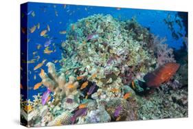 Colourful Reef Fish and Leopard Coral Grouper, Queensland, Australia-Louise Murray-Stretched Canvas