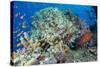 Colourful Reef Fish and Leopard Coral Grouper, Queensland, Australia-Louise Murray-Stretched Canvas