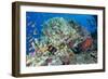 Colourful Reef Fish and Leopard Coral Grouper, Queensland, Australia-Louise Murray-Framed Photographic Print