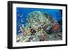 Colourful Reef Fish and Leopard Coral Grouper, Queensland, Australia-Louise Murray-Framed Photographic Print