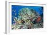 Colourful Reef Fish and Leopard Coral Grouper, Queensland, Australia-Louise Murray-Framed Photographic Print