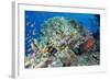 Colourful Reef Fish and Leopard Coral Grouper, Queensland, Australia-Louise Murray-Framed Photographic Print