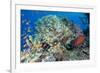 Colourful Reef Fish and Leopard Coral Grouper, Queensland, Australia-Louise Murray-Framed Photographic Print