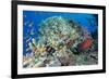 Colourful Reef Fish and Leopard Coral Grouper, Queensland, Australia-Louise Murray-Framed Photographic Print